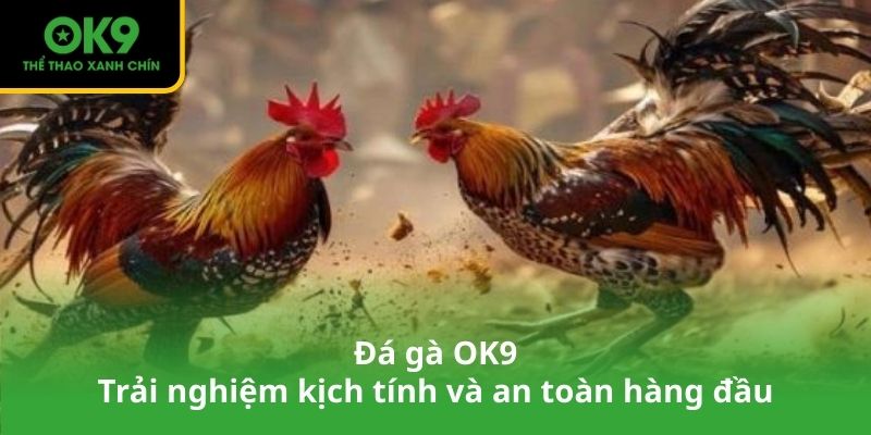 Đá gà OK9 – Trải nghiệm kịch tính và an toàn hàng đầu